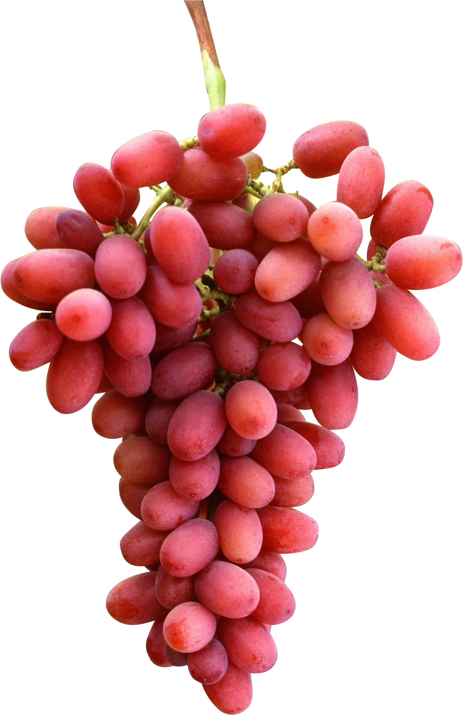 Crimson Seedless Üzüm Fidanı Clipart (1781x2700), Png Download