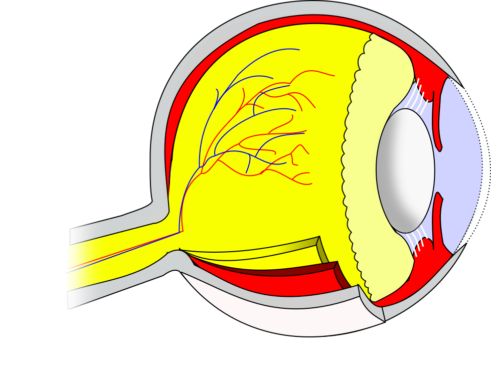 Ch14 Eye Sagittal - Circle Clipart (800x598), Png Download