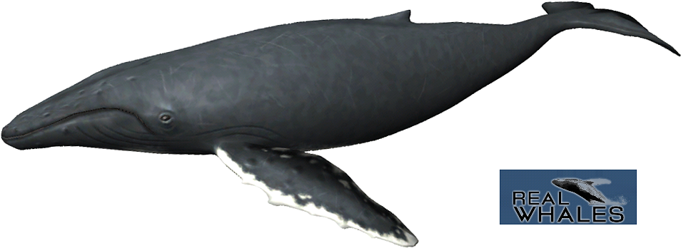 Humpback Whale Png - Humpback Whale Transparent Clipart (979x597), Png Download