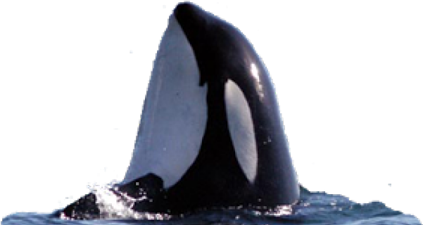Killer Whale Clipart (640x480), Png Download
