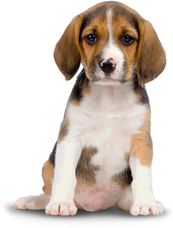 Puppy Dog Png For Web - Transparent Cute Dog Png Clipart (600x787), Png Download