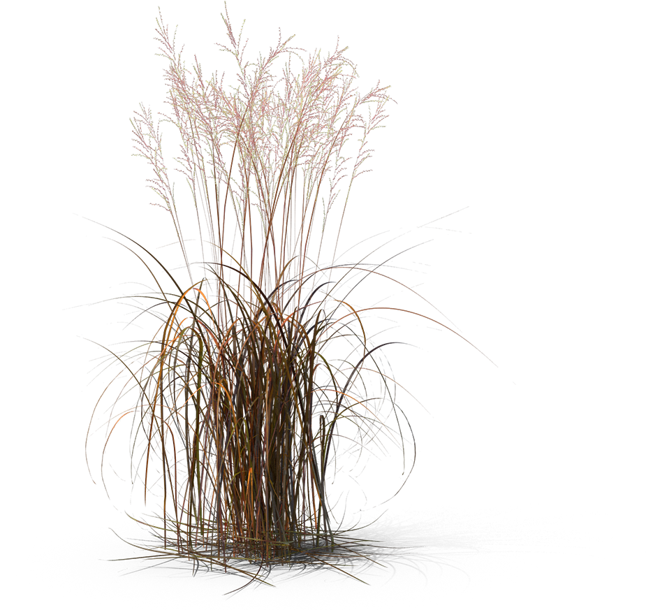 Showoff Shop Home Goods Decorate Renovate Stage Homes - Grass Clipart (1000x1000), Png Download