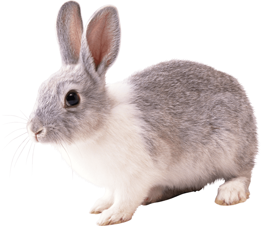 Free Png Download Gray And White Rabbit Png Images - Transparent Background Rabbit Png Clipart (850x737), Png Download