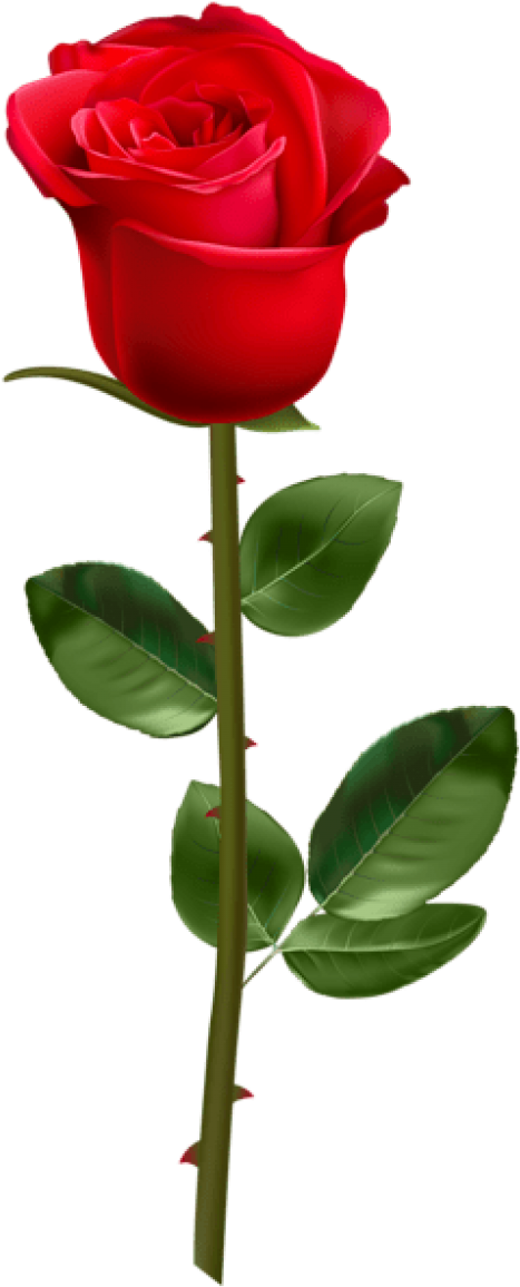 Free Png Download Red Rose With Stem Transparent Png - Red Rose With Stem Clipart (480x1171), Png Download