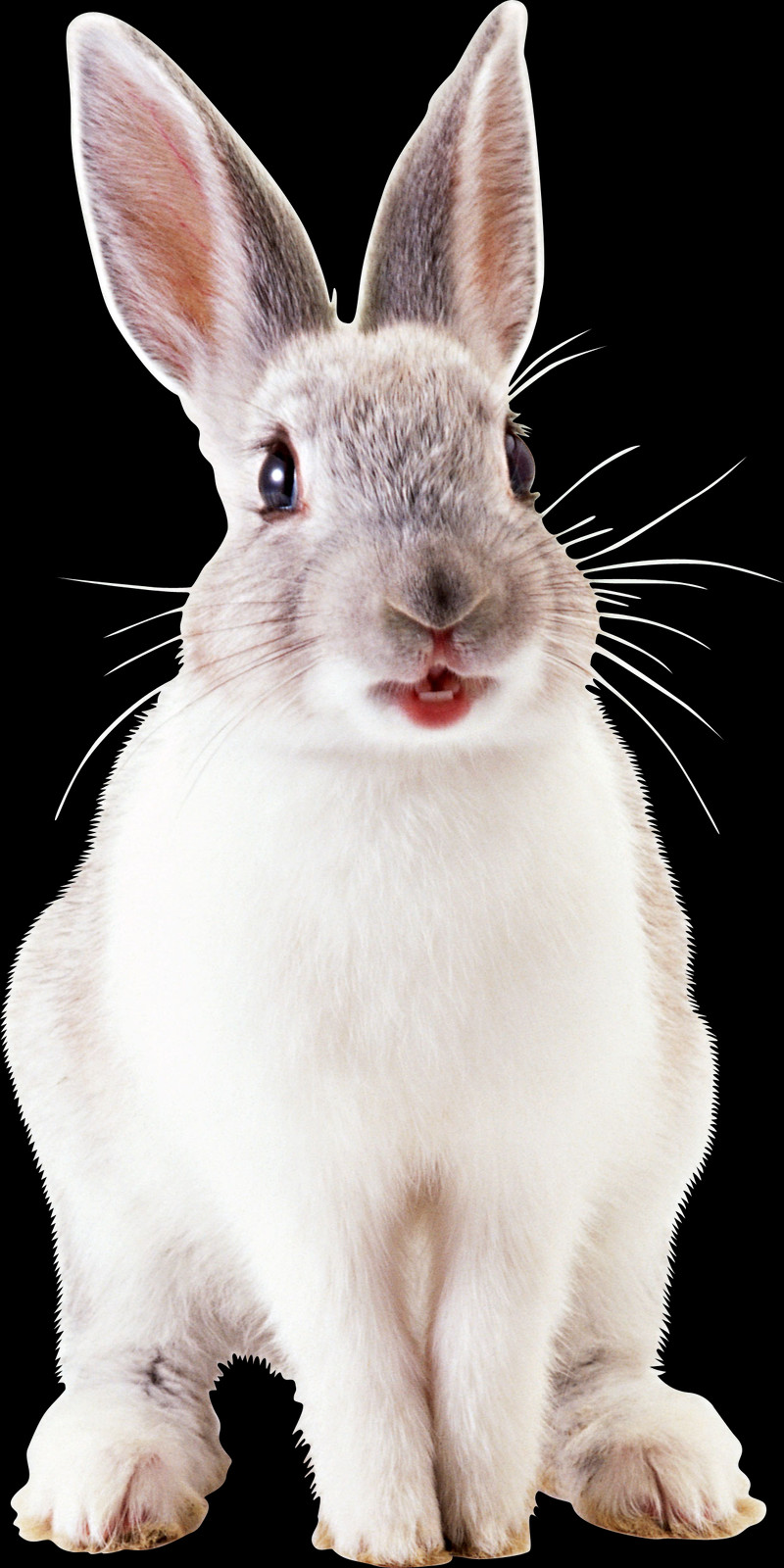 Free Rabbit Png Images - Белый Кролик Png Clipart (800x1600), Png Download