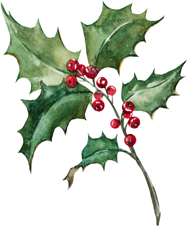 Holly Leaf Png - Holly Painting Png Clipart (1024x1024), Png Download
