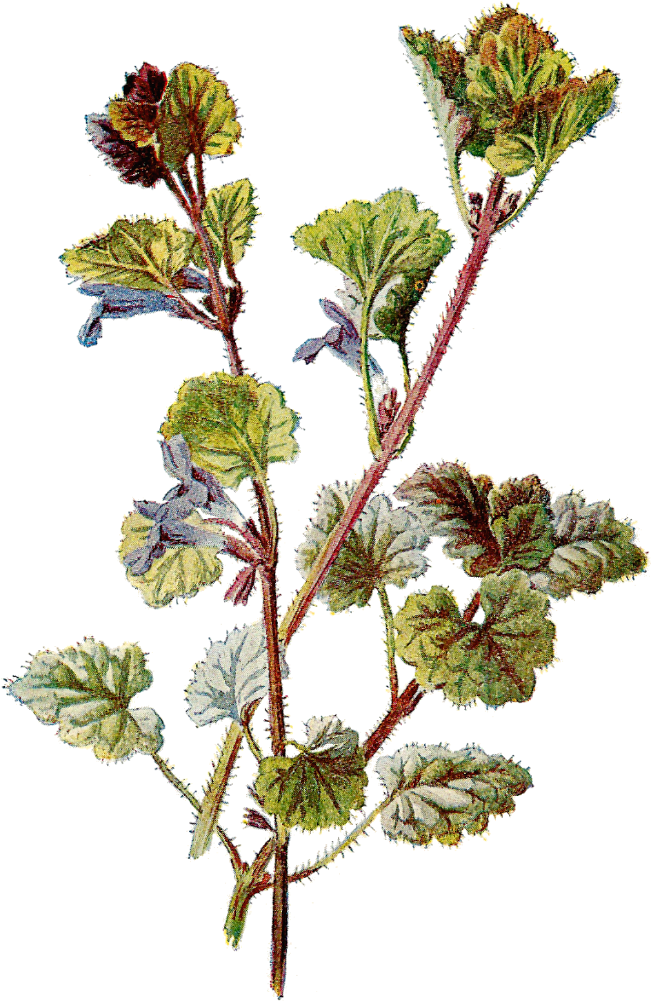 Antique Images Free Botanical Graphic Flower Clip Art - Vintage Botanical Flower Png Transparent Png (1100x1600), Png Download