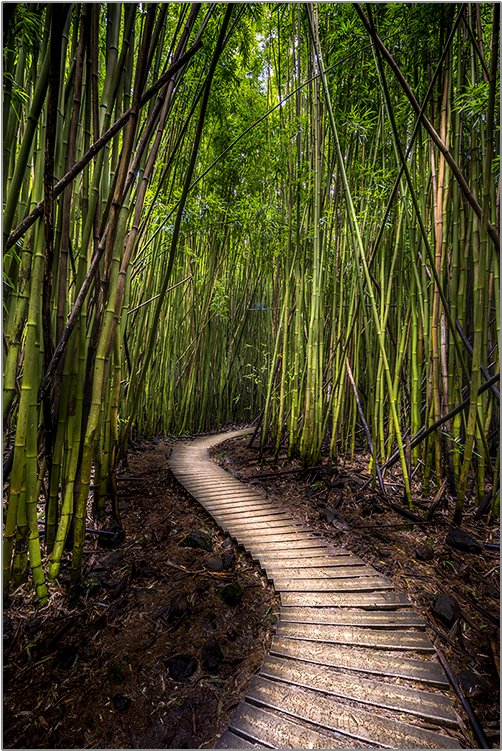 750 X 750 3 - Bamboo Forest Clipart (750x750), Png Download