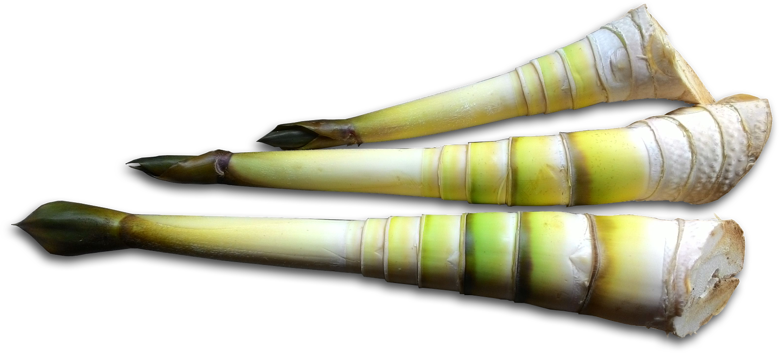 1600 X 726 4 - Leek Clipart (1600x726), Png Download