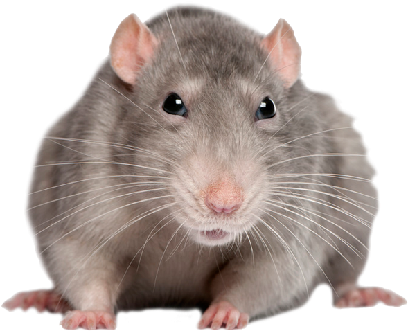 Mouse, Rat Png Image - Mouse Animal Transparent Clipart (800x563), Png Download