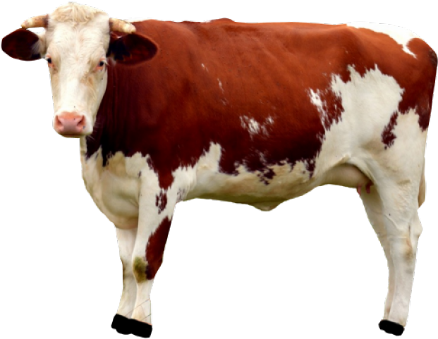 Cow Png Clipart (640x480), Png Download