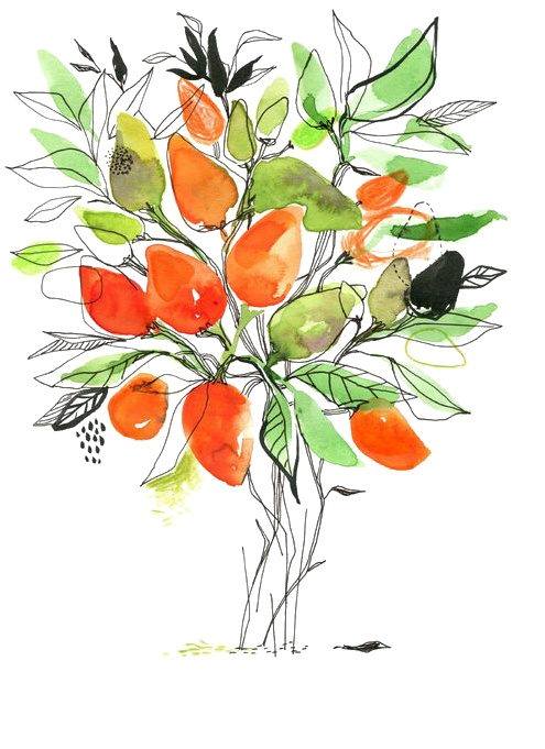 Mango Tree Png - Watercolor Painting Clipart (564x750), Png Download