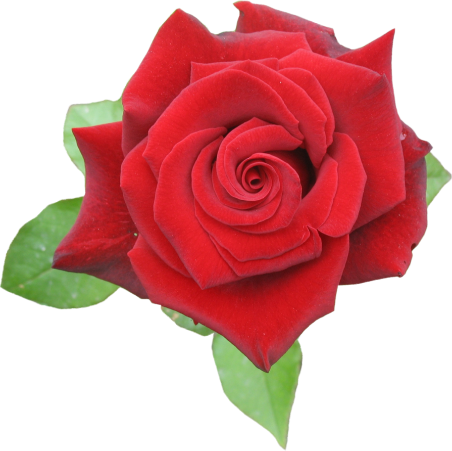Rose Red Png By Aidana2010 On Clipart Library - Rose Red Png Transparent Png (895x892), Png Download
