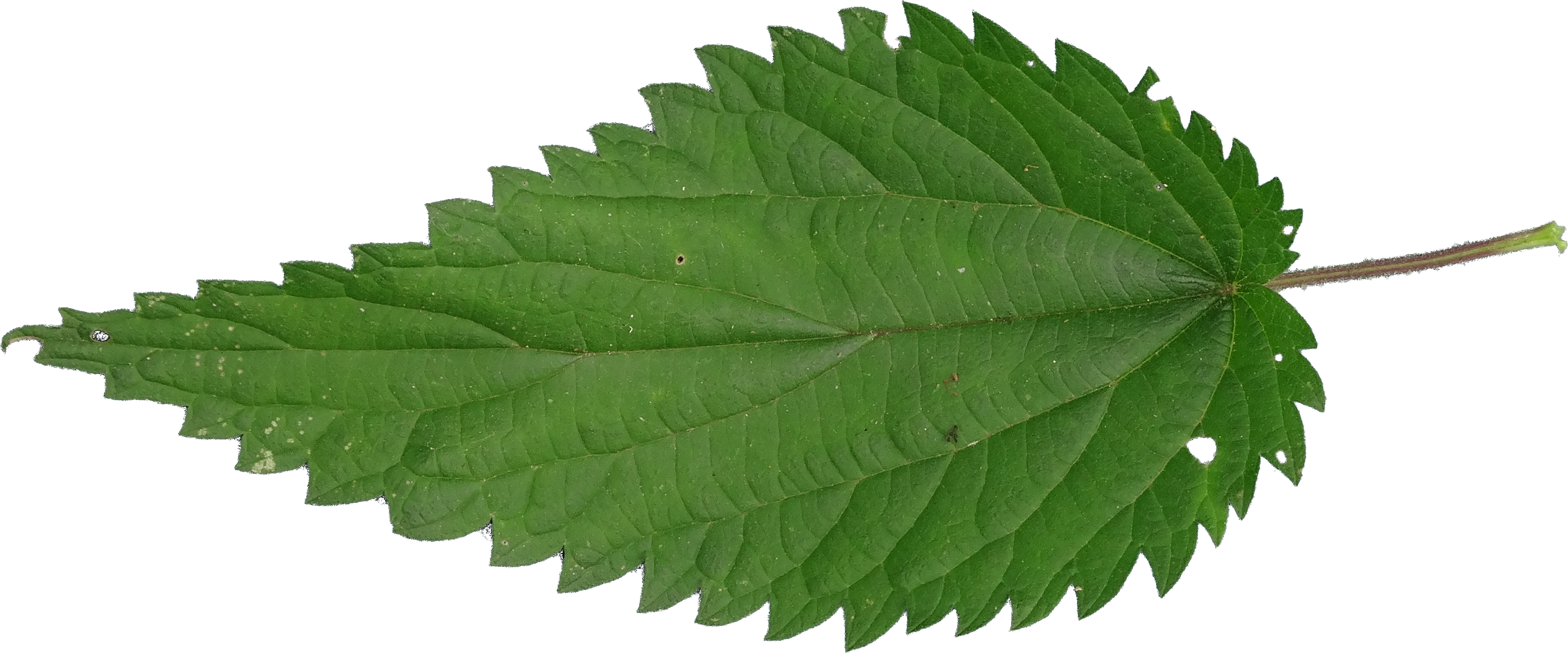 Nettle Png - Nettle Leaf Texture Png Clipart (3852x1604), Png Download