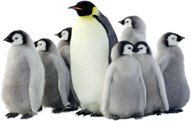 Penguin Png Pic - Penguin Png Clipart (1000x667), Png Download
