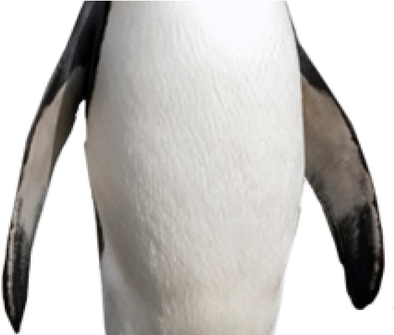 King Penguin Clipart (640x480), Png Download