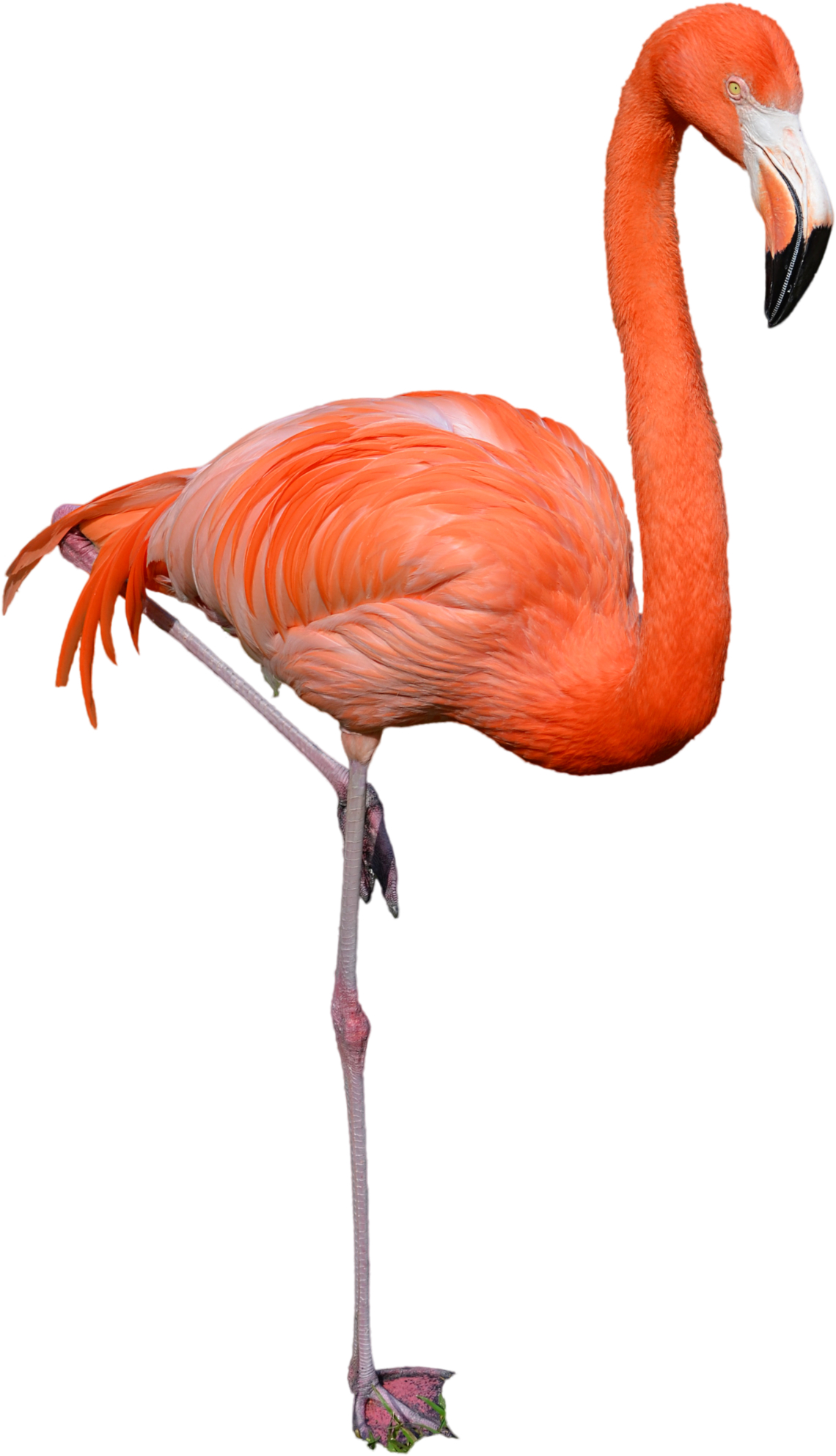 Flamingo - Flamingo Png Clipart (1600x2411), Png Download