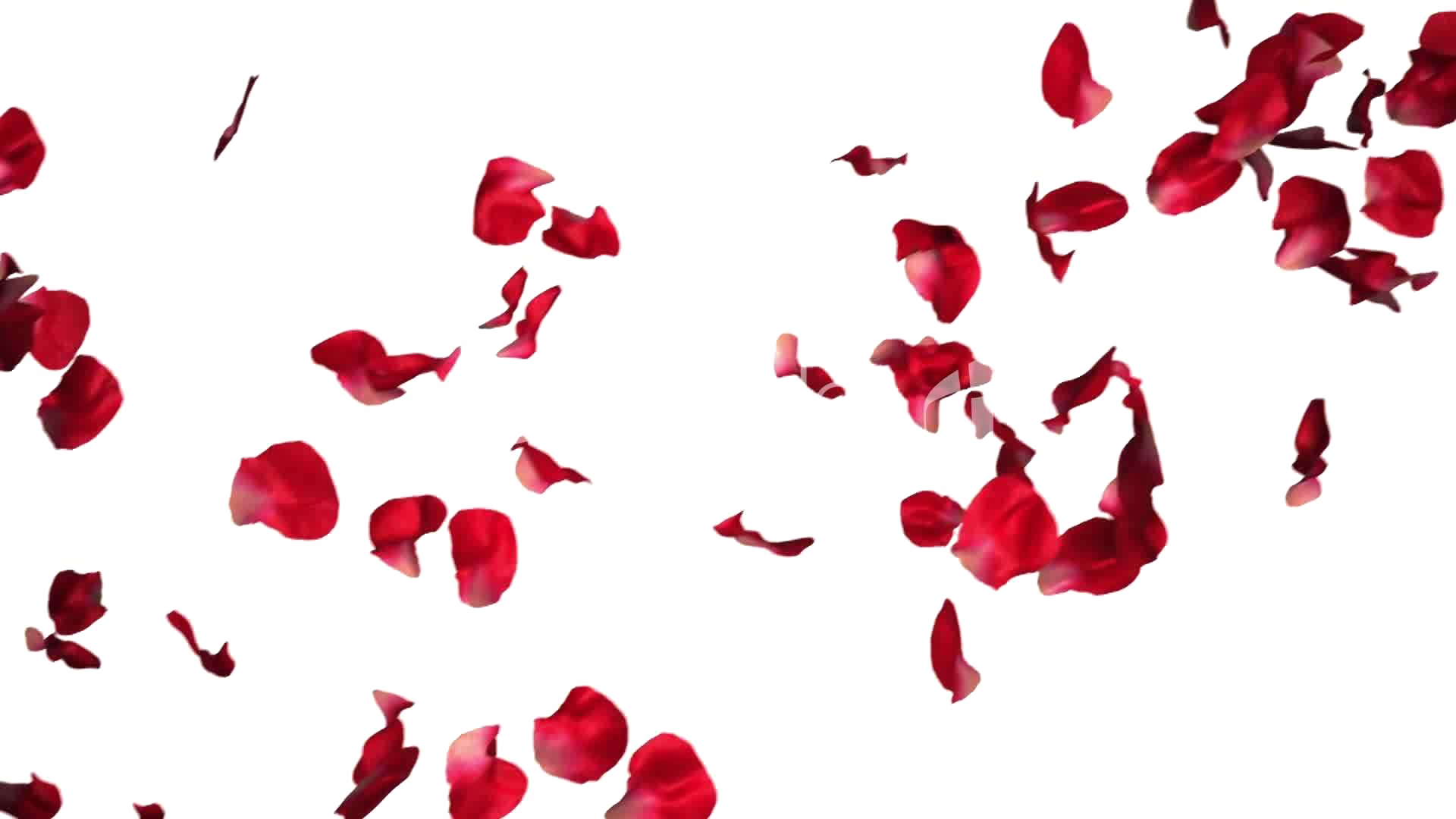 Falling Rose Petals Transparent Png - Rose Petals For Photoshop Clipart (1920x1080), Png Download