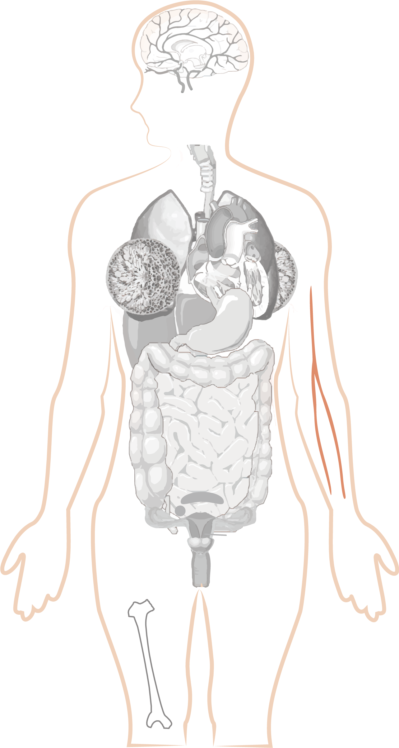 Illustration Clipart (2781x2447), Png Download