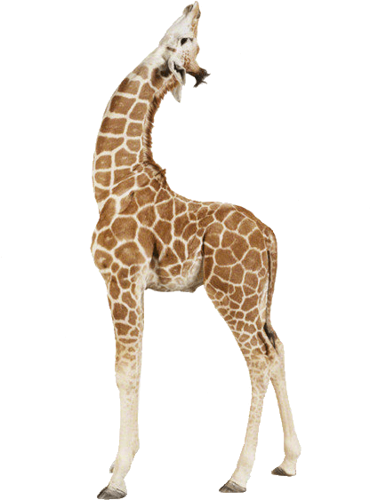 Animals - Giraffes - Giraffe With Transparent Background Clipart (500x645), Png Download