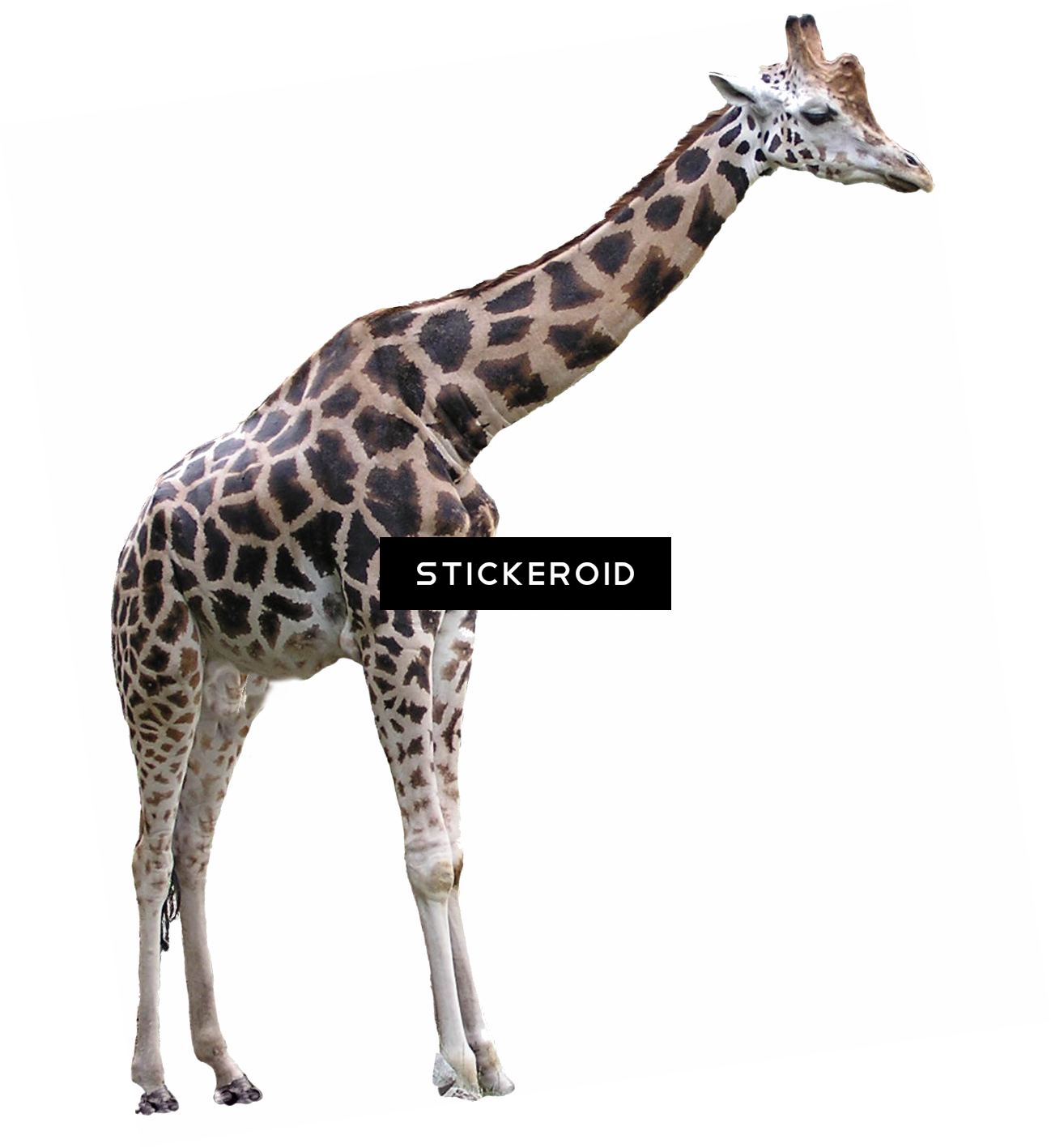 Giraffe , Png Download Clipart (1298x1417), Png Download