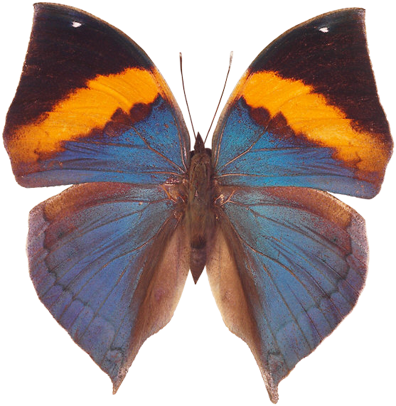 Butterfly Png - Butterfly Clipart (557x571), Png Download