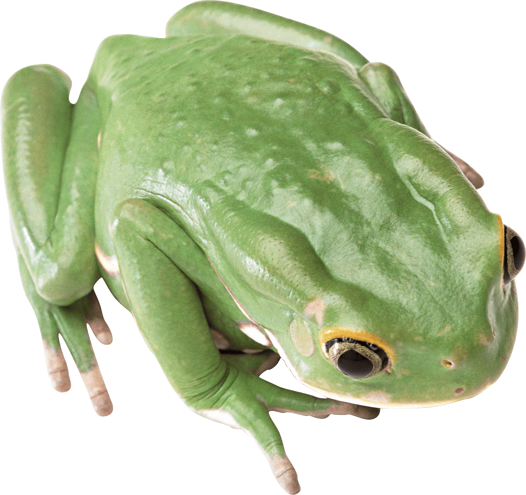 Green Frog Clipart (1734x1632), Png Download