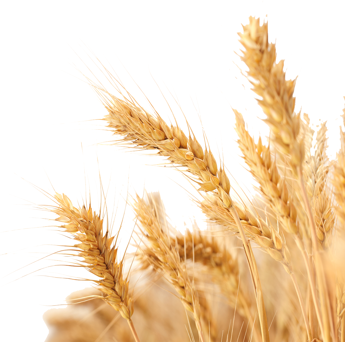 Harvest Wheat Crop Free Png Hq Clipart - Transparent Background Wheat Png (1207x1198), Png Download