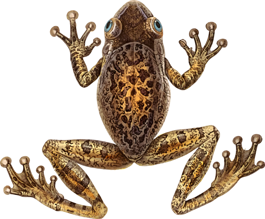 Toad Cuban Tree Frog - Cuban Tree Frog Clipart (910x750), Png Download