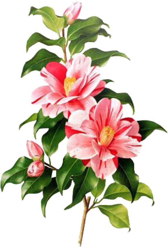 Flower Sticker - Camellia Botanical Print Clipart (1024x1024), Png Download