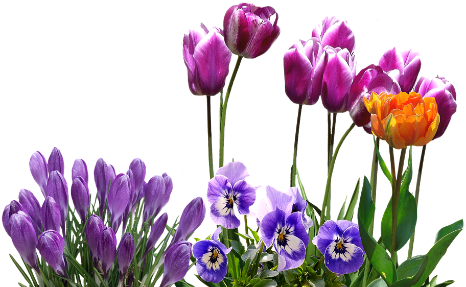 Spring, Tulips, Crocus, Pansy, Easter, Spring Flower - Tulips Png Clipart (960x710), Png Download