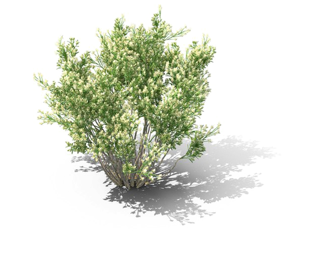 Shrub Png Download Image - Matorral Png Clipart (720x720), Png Download