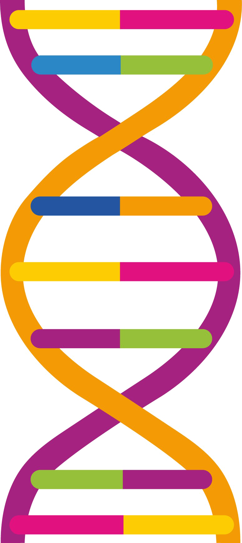 Dna Png Pic - Dna Png Clipart (776x1737), Png Download