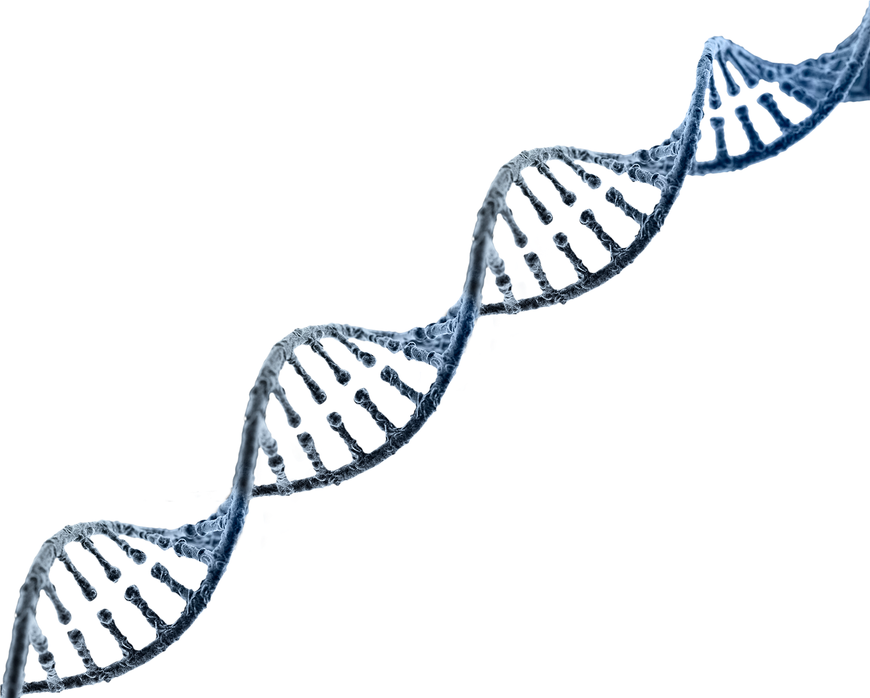Dna Strand Transparent Background Clipart Free Download - Dna Strand No Background - Png Download (1781x1429), Png Download