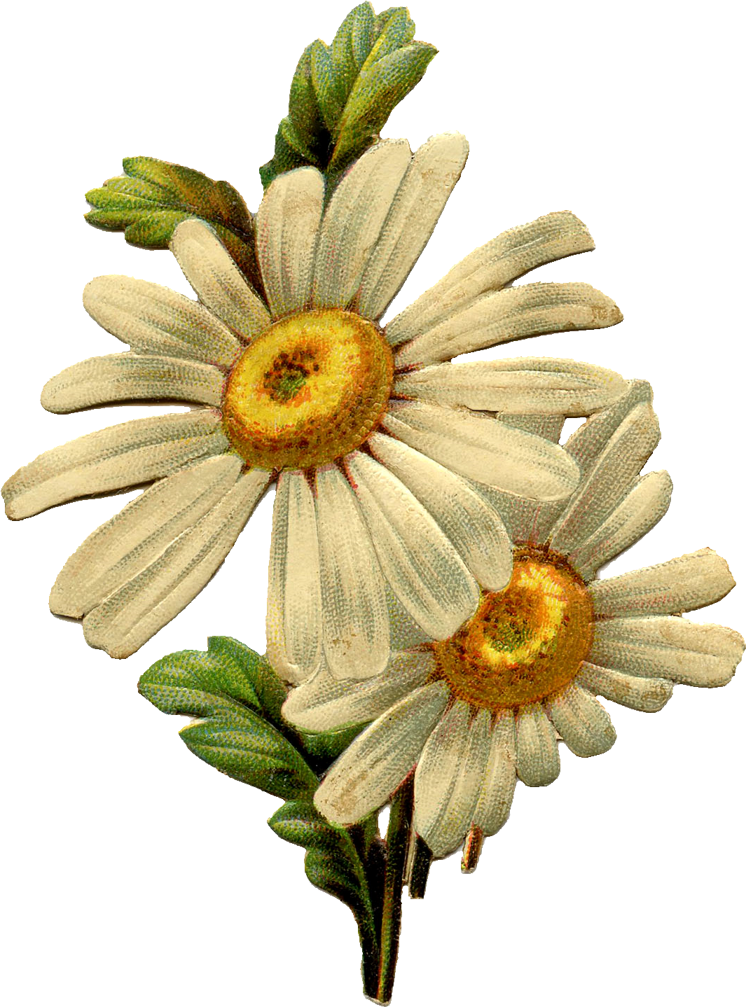 A Double Daisy Image And A Vintage Green Car, Both - Vintage Daisy Flower Clipart (1065x1438), Png Download