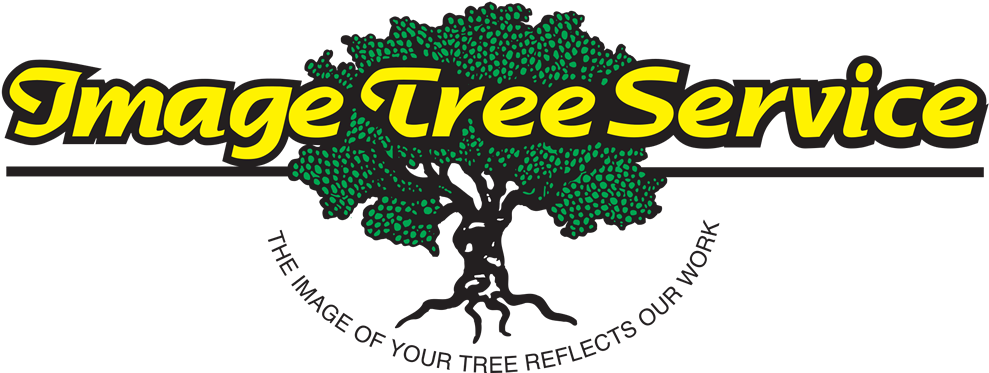 Get Around - Tree Clipart (1000x380), Png Download