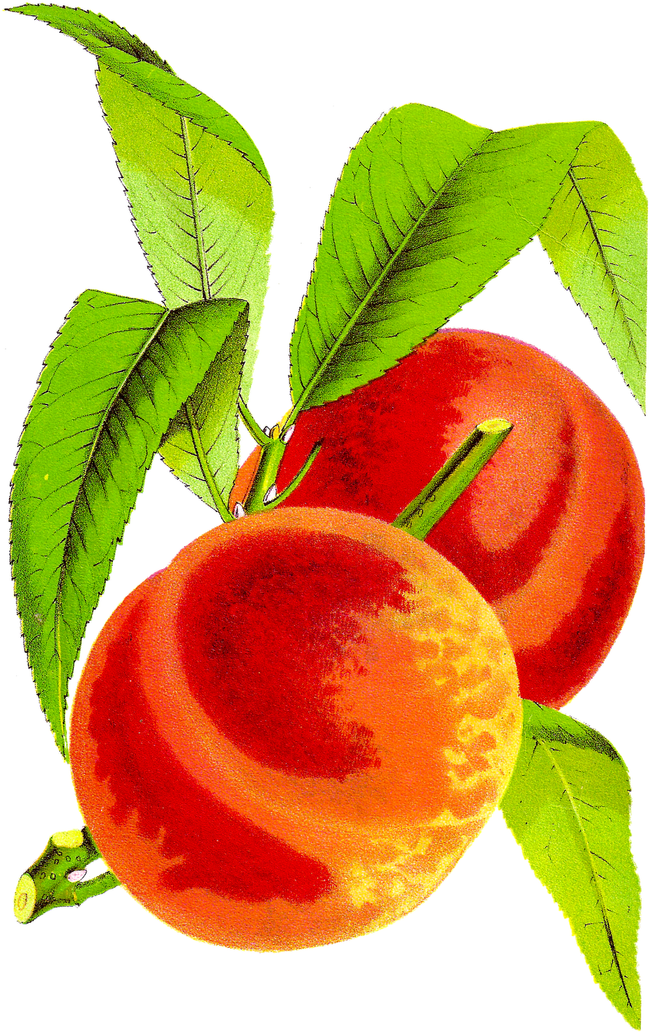 Antique Peach Clipart - Vintage Peach Clip Art - Png Download (1011x1600), Png Download