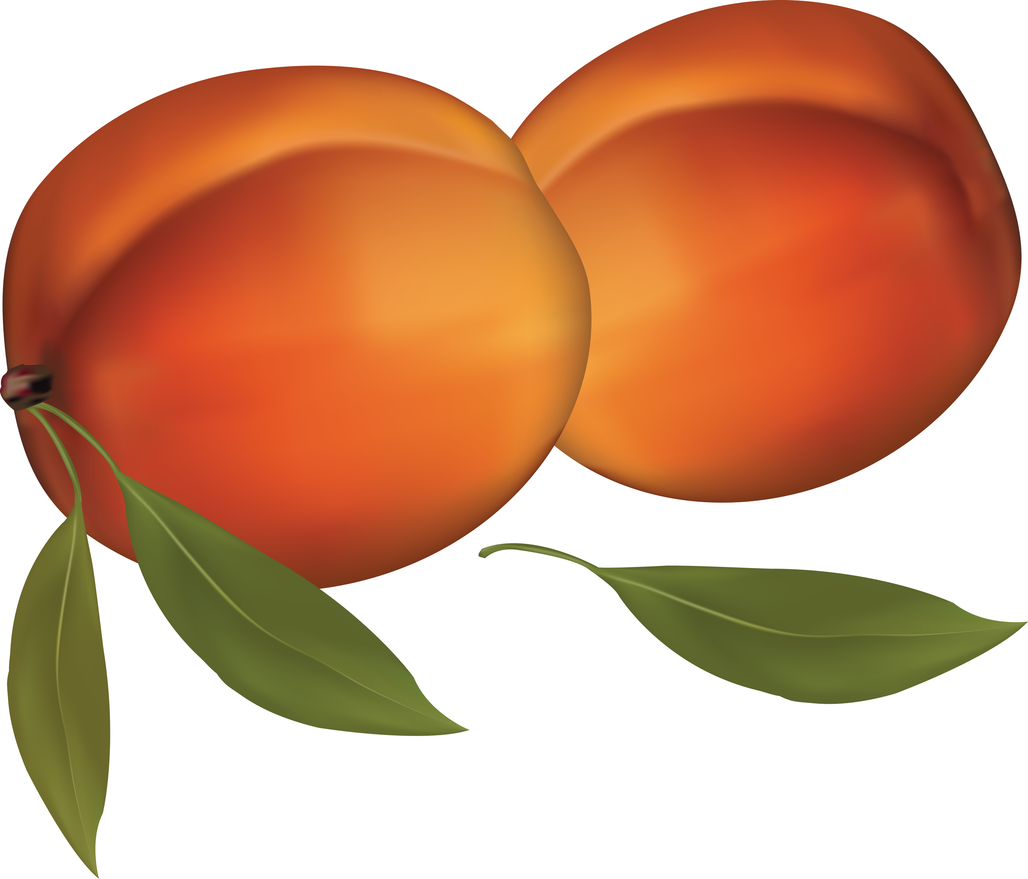 Peach Clipart Transparent Background - Png Download (3486x2982), Png Download