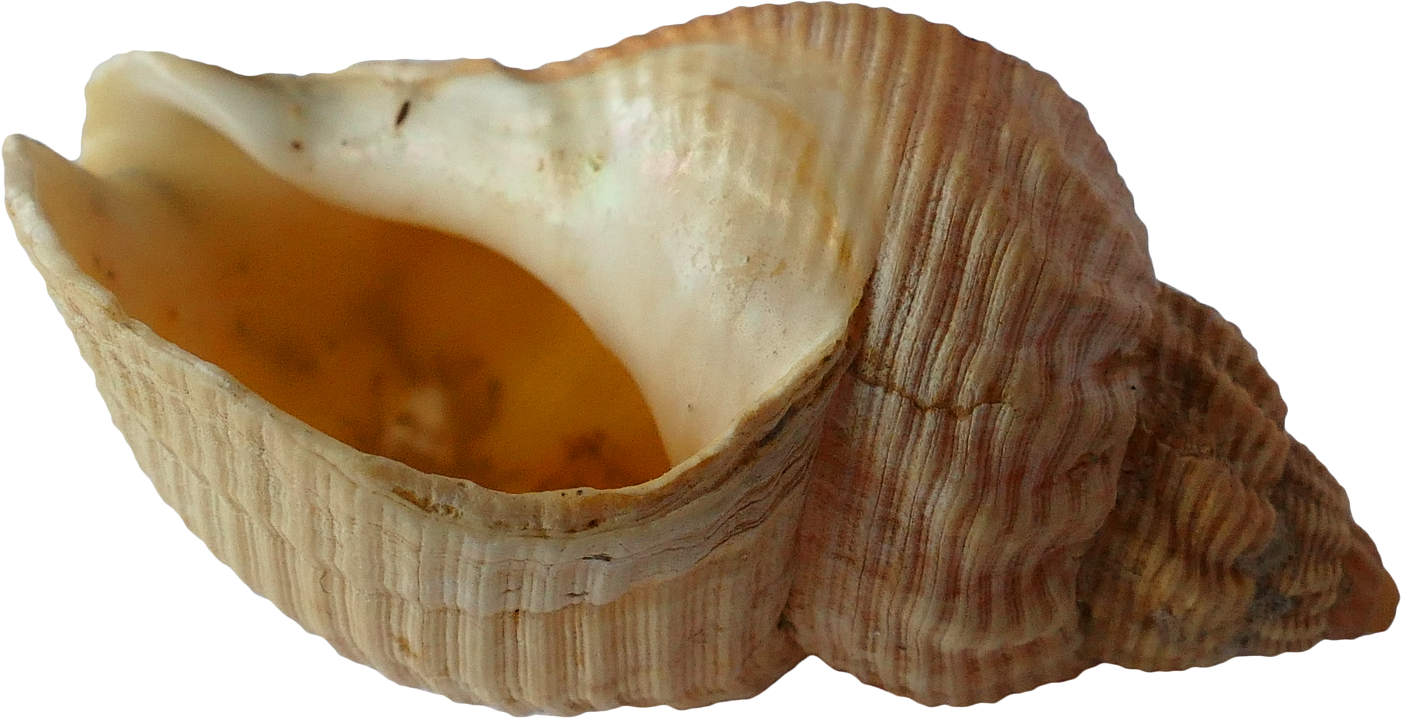 Sea Shell Clam Ocean Sea Shells 1162785 - Shells Clipart (5472x3648), Png Download