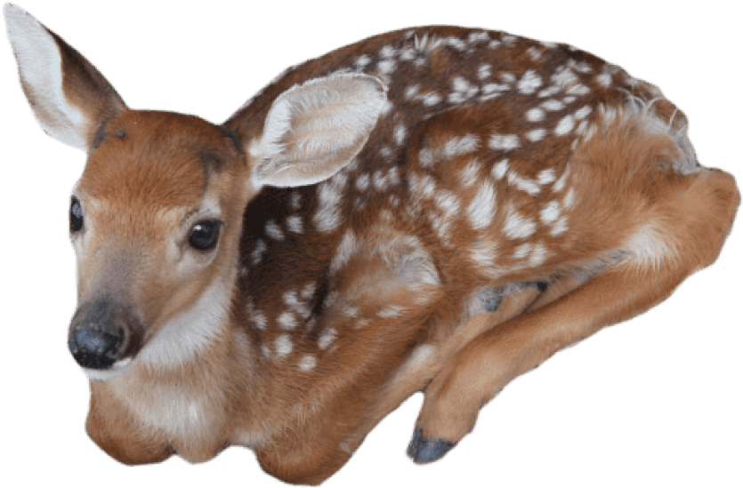 Free Png Download Baby Deer Png Images Background Png - Baby Deer Transparent Background Clipart (850x561), Png Download