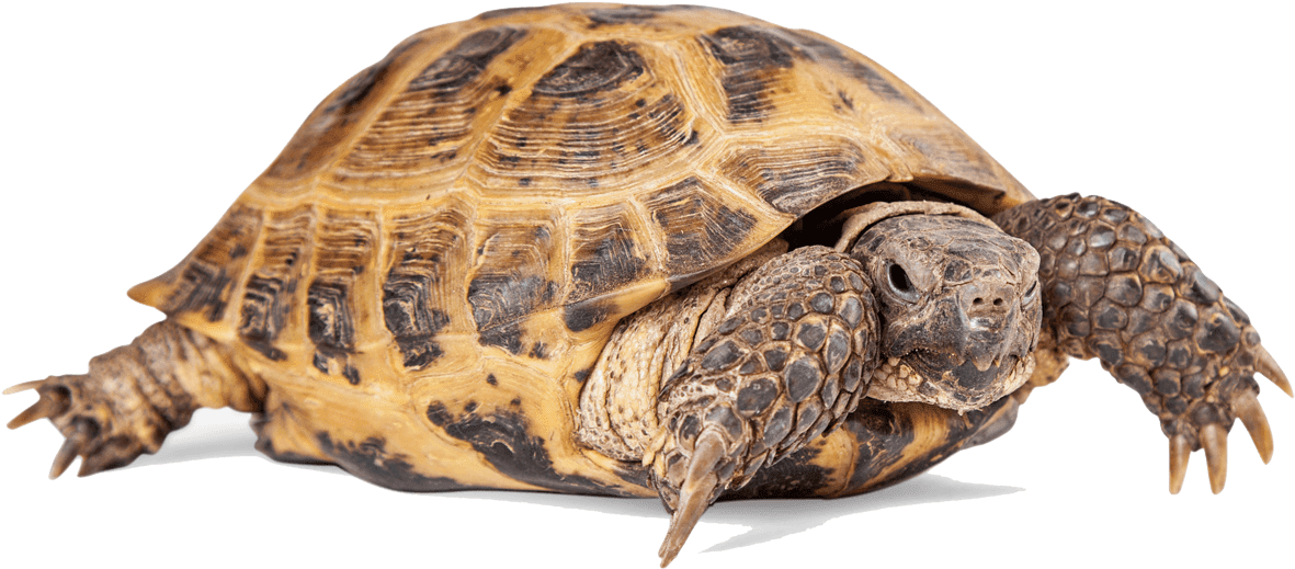 Turtle Png Clipart - Tortoise Transparent Png (1300x600), Png Download