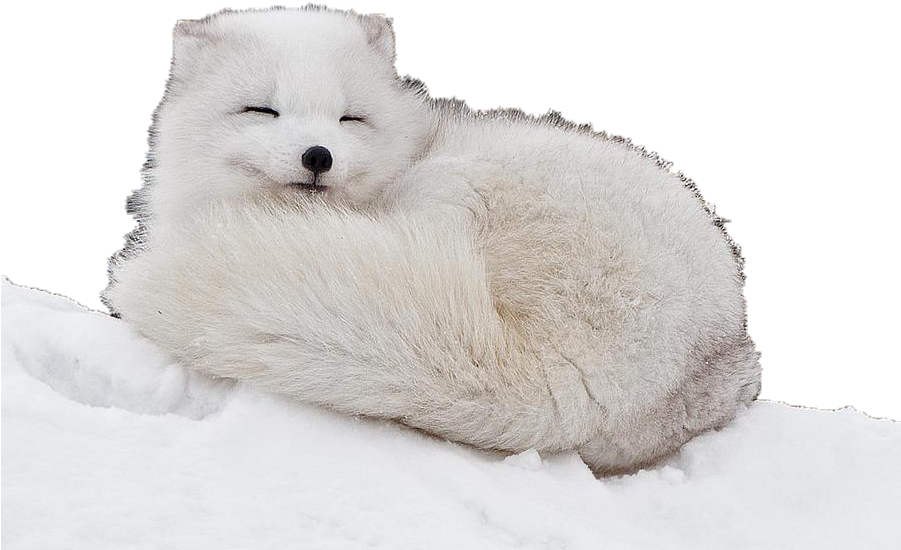 Arctic Fox Curled Up Clipart (900x720), Png Download