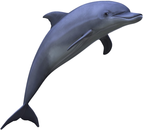 Dolphin Png Picture - Дельфин Пнг Clipart (600x600), Png Download