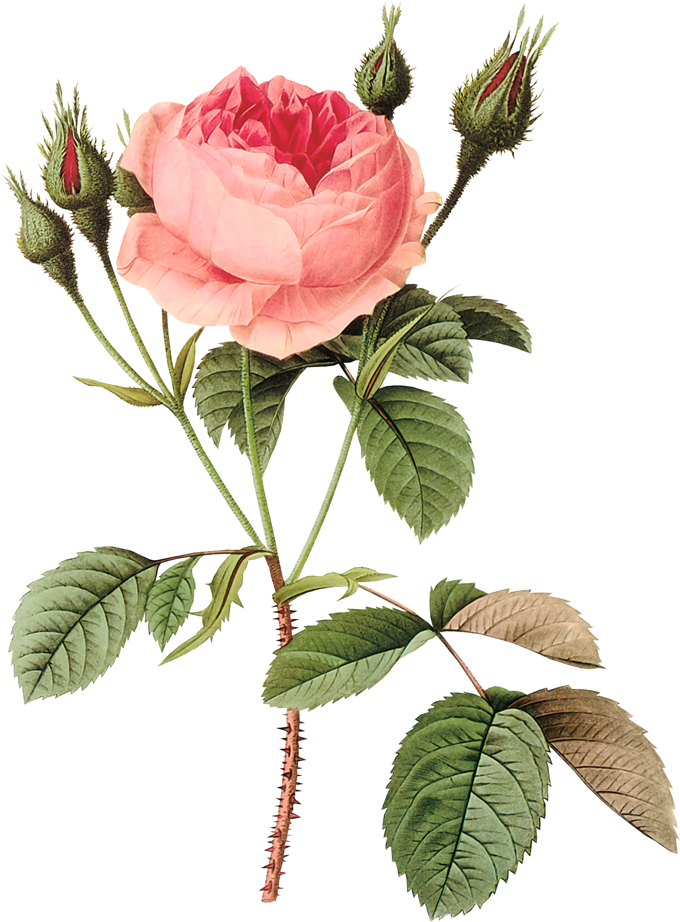 Flores Vintage Png Clipart (1400x1893), Png Download