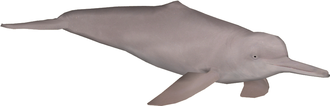 1050 X 1050 4 - River Dolphin Zt2 Clipart (1050x1050), Png Download