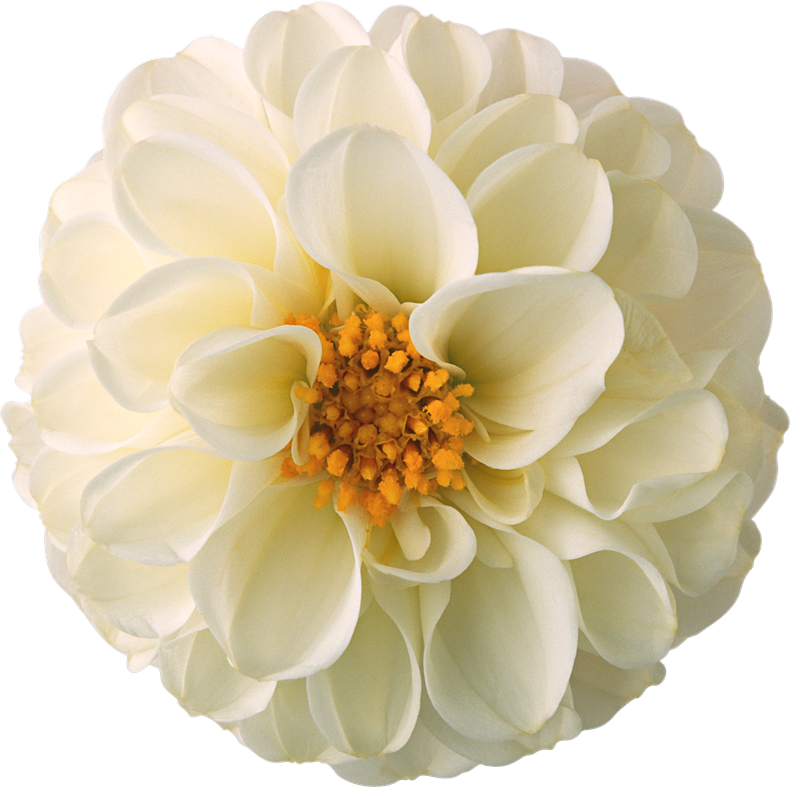Mi Artista Favorito Es - Flores Png Para Photoscape Clipart (790x787), Png Download