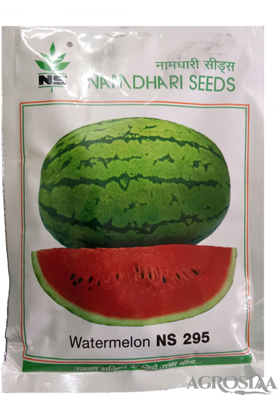 Watermelon , Png Download Clipart (543x771), Png Download