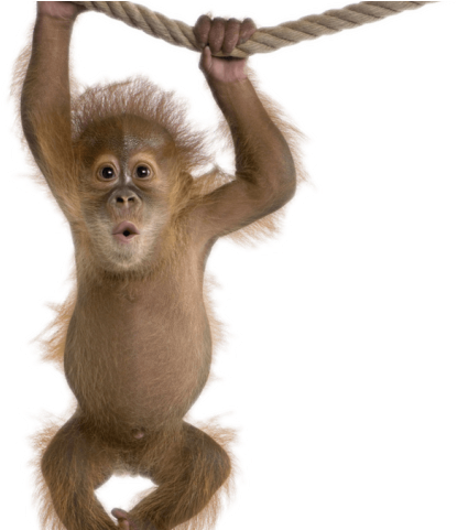 Monkey Png Transparent Images - Not My Circus Not My Monkeys Clipart (640x480), Png Download