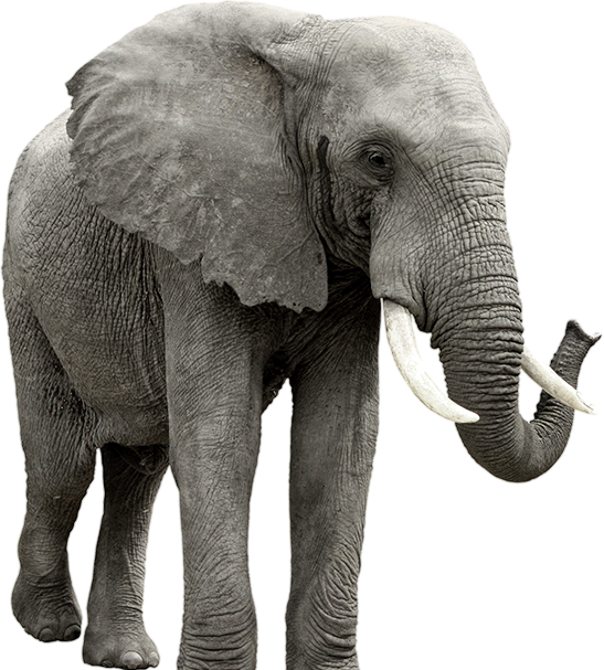 Elephant Png Clipart (547x607), Png Download