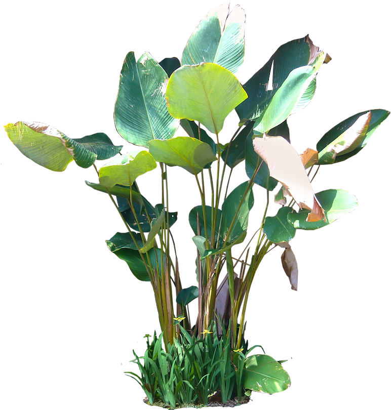 Tropical Plants Png - Calathea Lutea Png Clipart (780x823), Png Download